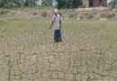 farmer