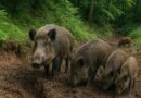 Know pigs save the environment