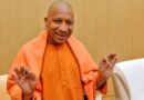 yogi