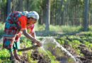 organic farming