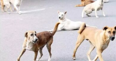 चिकन राइस