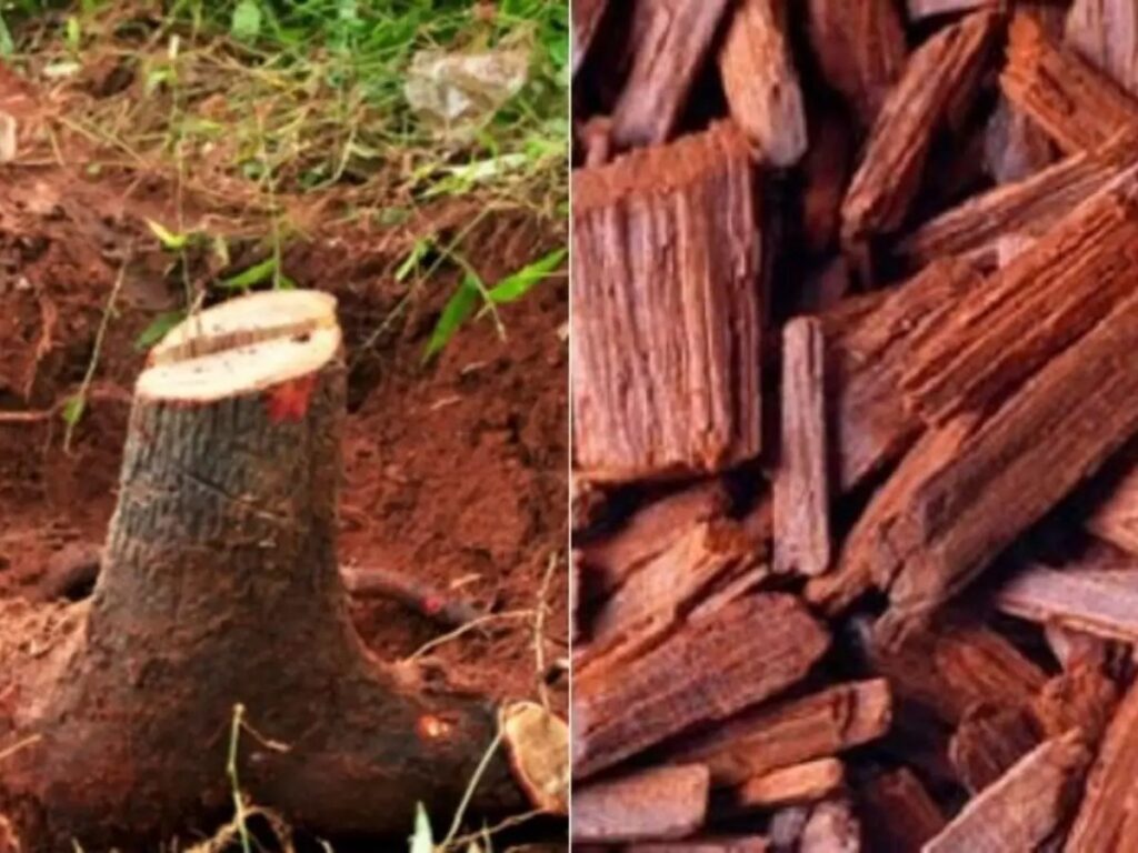 चंदन का पेड़