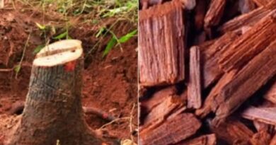 चंदन का पेड़