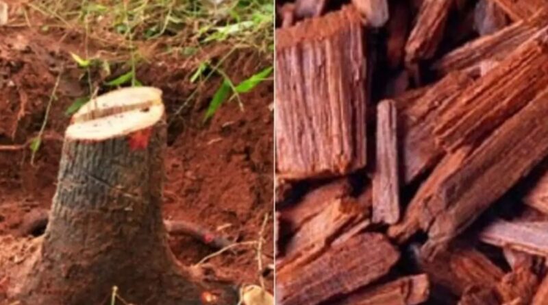 चंदन का पेड़