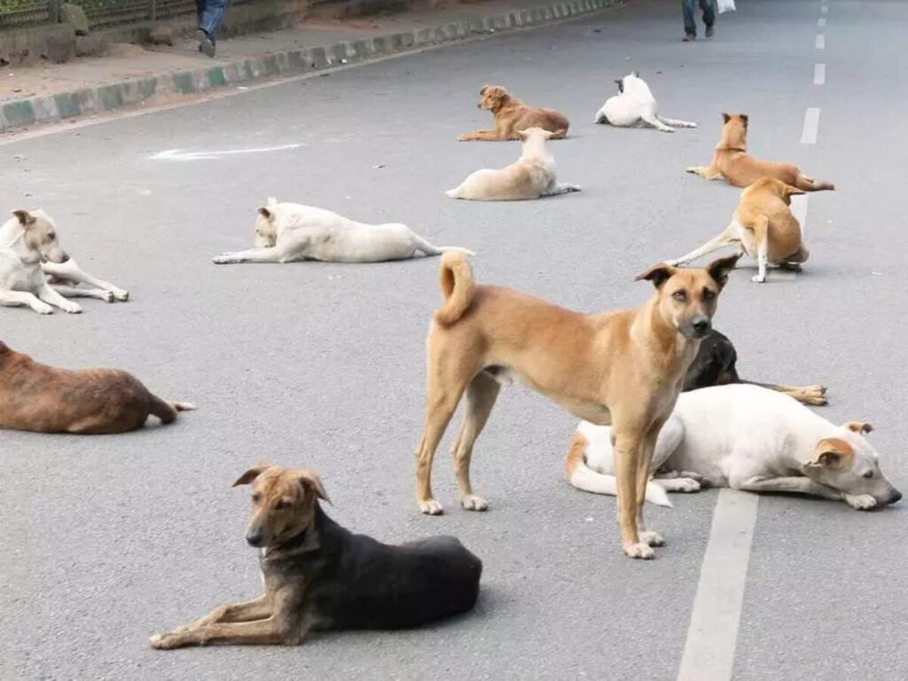 Stray Dogs