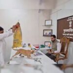 आवारा कुत्तों के आतंक पर अनोखा विरोध: अफसर की टेबल पर कुत्तों के पिल्ले रखकर पूछा- अब तो पकड़ोगे!