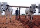 kisan