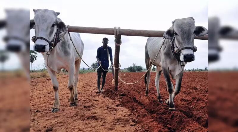 kisan